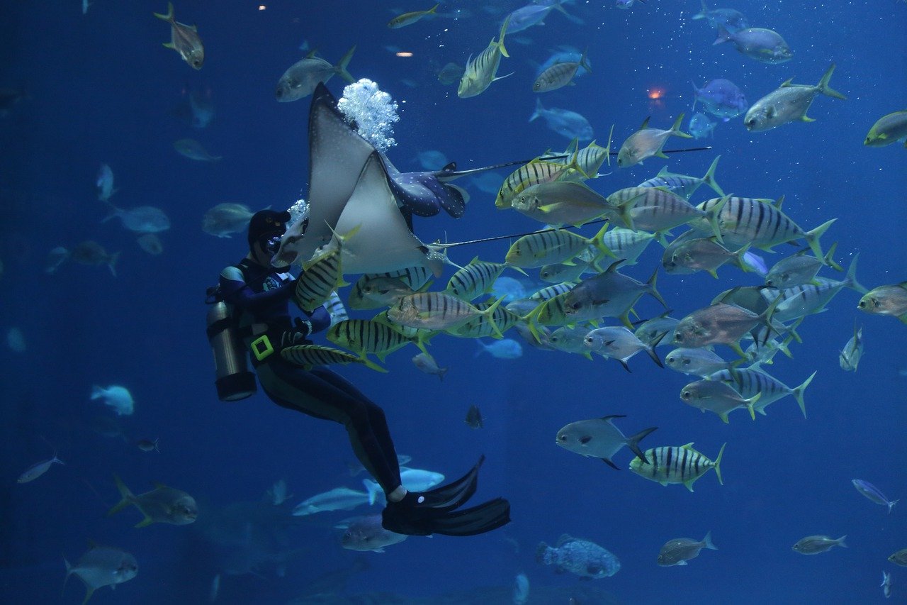 stingray, scuba, divers