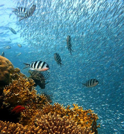 fish, underwater, corals