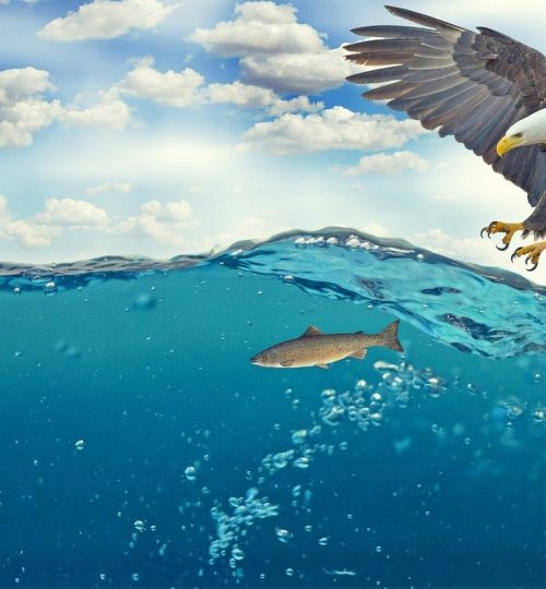 white tailed eagle, adler, bald eagle